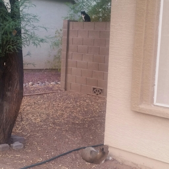 Orig. Art - Commissioned Painting Pumpkin 🎃 Cat - Picture 11 of 11